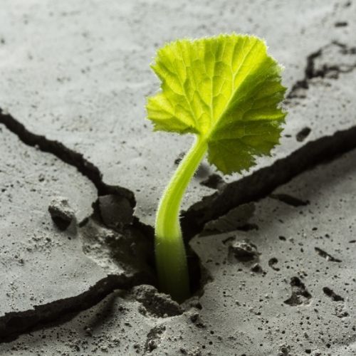 Surmonter la crise du Covid : les piliers de la résilience